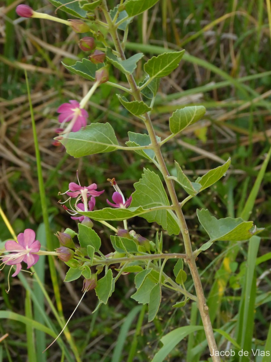 Clerodendrum phlomidis L.f.